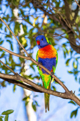 The Rainbow Lorikeet (Trichoglossus moluccanus) is a brightly coloured parrot with a vivid blue head, green wings, and an orange-yellow breast.
