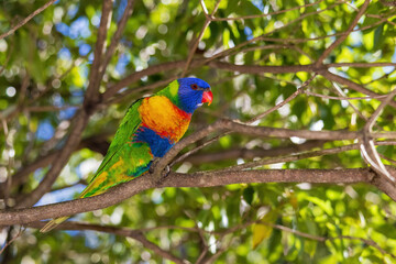 The Rainbow Lorikeet (Trichoglossus moluccanus) is a brightly coloured parrot with a vivid blue head, green wings, and an orange-yellow breast.