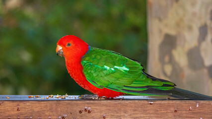 The male Australian King Parrot (Alisterus scapularis) is a strikingly colorful bird, native to eastern Australia, displaying vibrant red heads and chests with green wings.