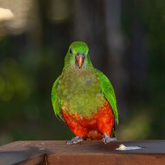 The female Australian King Parrot (Alisterus scapularis) is a strikingly colorful bird, native to eastern Australia, displaying green heads and red underparts.