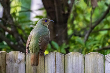 Younger male or female Satin Bowerbird (Ptilonorhynchus violaceus). They are olive-green above, off-white with dark scalloping below and have brown wings and tail.
