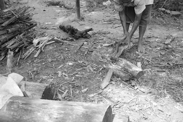 A hardworking villager wearing a half-sleeve shirt and maroon dhoti chops tree logs into firewood...
