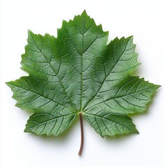 Close-up of a single vibrant green maple leaf showing detailed veins and serrated edges on a white background