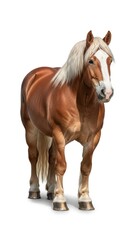 A chestnut horse with a white blaze standing on a white background