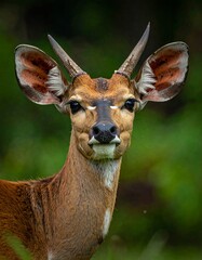 Portrait of an antelope staring directly at the viewer with horns