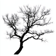 Obraz premium Silhouette of a leafless tree with intricate branches against a plain white background evoking stark and serene winter atmosphere