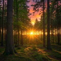 Obraz premium Golden hour sunbeams pierce through a lush green pine forest, illuminating the forest floor with a warm, ethereal glow