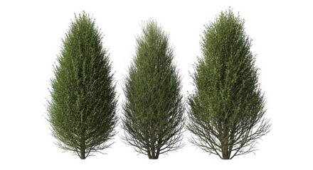 Three tall green cypress trees with dense foliage isolated on white background