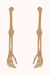 Human arm bones illustration showing humerus, radius, ulna, and hand bones in anatomical detail.eps 10
