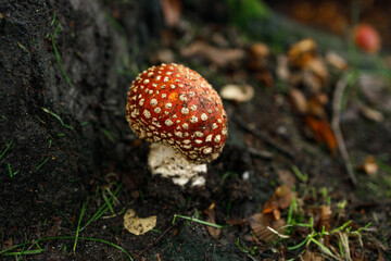 Single vibrant red fly agaric mushroom with white spots emerging from dark forest soil in Vancouver, surrounded by yellow fallen leaves and debris