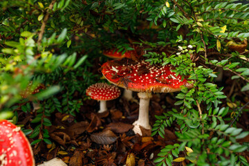 Multiple red fly agaric mushrooms with white spots growing among lush green vegetation and forest floor debris in Vancouver