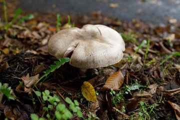A solitary white parasol mushroom rises from the earthy forest floor, its broad cap edged in subtle tears, nestled among vibrant autumn leaves in Vancouver