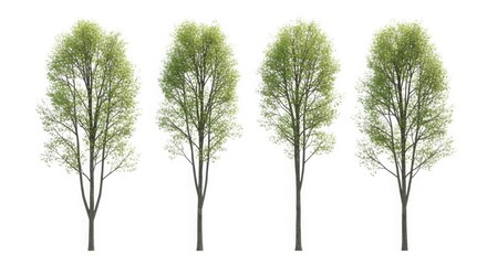Fototapeta premium Four tall slender deciduous trees with green foliage standing in a row isolated on white background