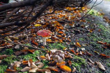 Single red fly agaric mushroom with white spots growing on mossy log covered in green moss, surrounded by fallen leaves, twigs, and forest debris in Vancouver