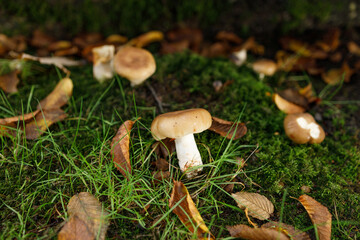 A solitary ringless honey fungus (Desarmillaria tabescens) mushroom displays a brown convex cap and slender white stem rising from mossy grass on a woodland floor