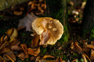 A solitary ringless honey fungus (Desarmillaria tabescens) mushroom displays a brown convex cap and slender white stem rising from mossy grass on a woodland floor