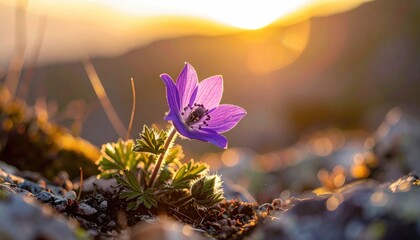 Delicate purple wildflower blooms facing the golden sunrise light on a rocky terrain at dawn