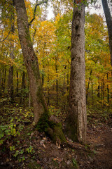 Guardians of the Autumn Path