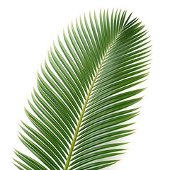 Obraz premium Prince Sago Palm Leaf Refined Cycad Frond with Glossy Emerald Green Leaflets and Perfect Tropical Symmetry on Bright White Background, Capturing Exotic Luster and Timeless Natural Elegance