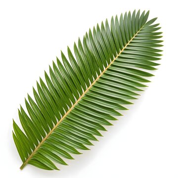 Dioon spinulosum Leaf Towering Giant Mexican Cycad Frond with Long Feathered Green Leaflets and Elegant Tropical Form on Bright White Background, Embodying Ancient Grandeur and Natural Balance