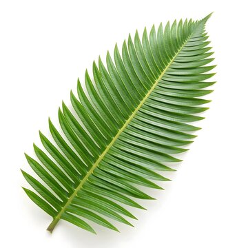 Dioon edule Leaf Elegant Mexican Cycad Frond with Delicate Feathered Leaflets and Lush Green Tone on Pure White Background, Reflecting Tropical Heritage and Timeless Botanical Grace