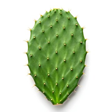 Opuntia basilaris Leaf Soft Blue-Green Beavertail Cactus Pad with Velvety Matte Texture and Gentle Curves on Pure White Background, Highlighting Desert Serenity and Minimal Botanical Grace
