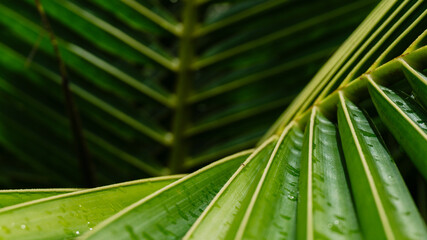 Green tropical palm leaf close-up with natural texture and pattern,Cover page,cover space