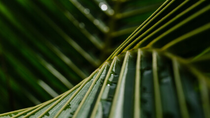 Green tropical palm leaf close-up with natural texture and pattern,Cover page,cover space
