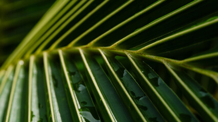 Green tropical palm leaf close-up with natural texture and pattern,Cover page,cover space