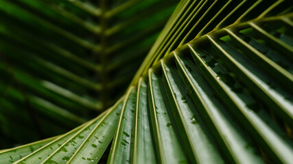 Green tropical palm leaf close-up with natural texture and pattern,Cover page,cover space
