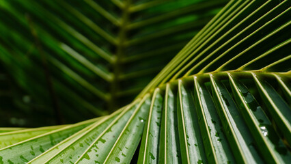 Green tropical palm leaf close-up with natural texture and pattern,Cover page,cover space