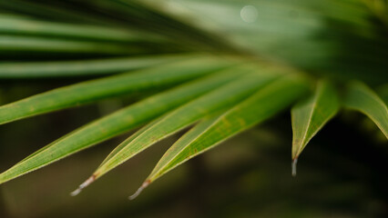 Green tropical palm leaf close-up with natural texture and pattern,Cover page,cover space