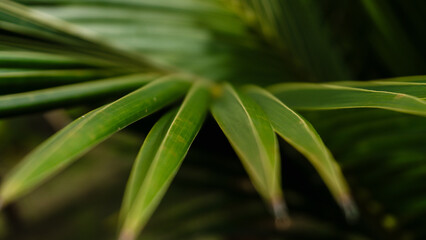 Green tropical palm leaf close-up with natural texture and pattern,Cover page,cover space