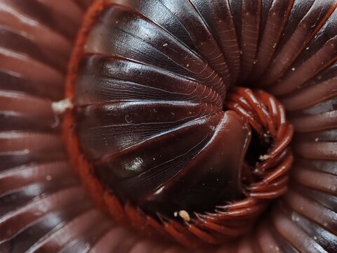 A beautiful, red, bright, scary, frightening, burgundy, shiny, with small legs, in a chitinous shell, hiding, twisted, in a spiral, centipede, insect, in macro, in India