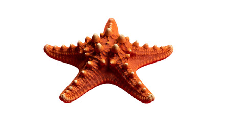 Stunning sea star specimen perfect for educational displays or marine life visuals