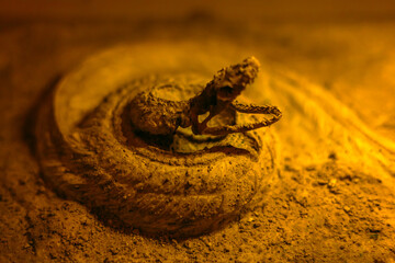 An eerie and dramatic close-up of a perfectly coiled and preserved or dried snake, possibly a desert viper, with its jaw wide open, resting on a sandy or dusty surface under intense, warm light. 