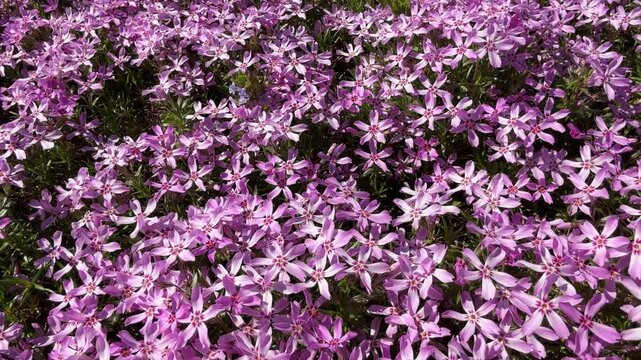 Phlox subulata creeping moss phlox pink flowering plant.