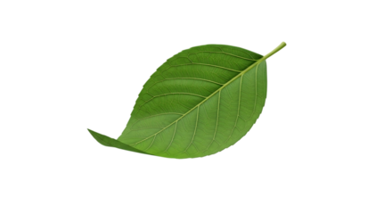 Single vibrant green leaf with intricate veins, perfect for natural beauty concepts