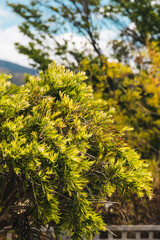 weeping callistemon bottlebrush tree with tasmanian mountains in background