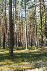 This image showcases a serene pine forest with tall trees and a sunlit ground. Perfect for nature-related publications or as a backdrop for outdoor activity promotions.