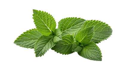 Vibrant fresh green mint leaves isolated on transparent background ideal for organic product packaging, healthy beverage design, herbal tea ingredient, and natural botanical illustration