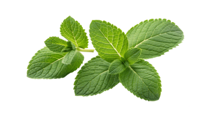 Fresh mint leaves on transparent background PNG for organic design, herbal tea ingredient, healthy drink packaging, culinary freshness, natural products and botanical illustration concept