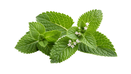 Vibrant fresh green mint leaves PNG isolated on transparent background ideal for herbal tea packaging, organic culinary ingredient, natural drink design and healthy botanical illustration concept