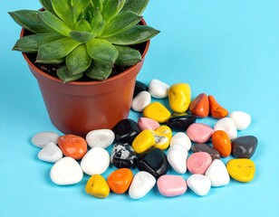Succulent in pot with colorful stones on a blue surface