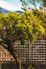 weeping callistemon bottlebrush tree with tasmanian mountains in background