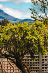 weeping callistemon bottlebrush tree with tasmanian mountains in background