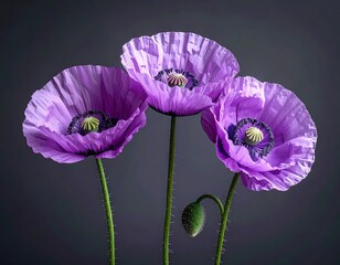 Trio of luminous purple poppies on long stems, one bud