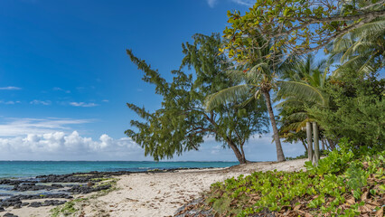 Casuarina cunninghamiana trees, palm trees lean over the sandy beach. Branches against a blue sky and clouds. Black volcanic boulders near the shore of the turquoise ocean. Green grass. Mauritius