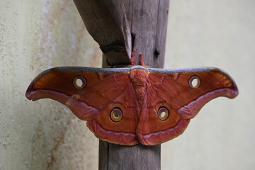 Antheraea yamamai moth. Its Common names  Japanese silk moths and Japanese oak silkmoth. This ...