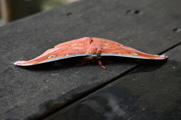 Antheraea yamamai moth. Its Common names  Japanese silk moths and Japanese oak silkmoth. This ...